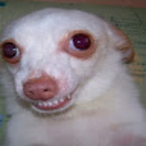 Meet your Posher, Bennett